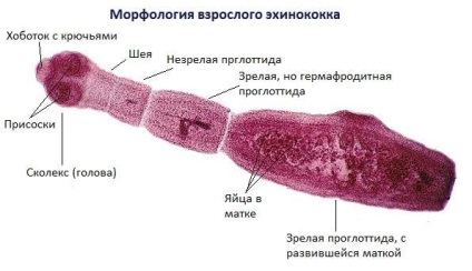 Képviselői galandféreg listát a főbb típusai