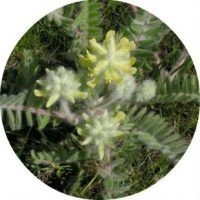 A gyógynövények használata a népi gyógyászatban Astragalus