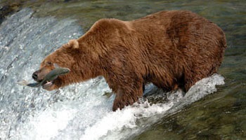 Natura Alaska, enciclopedie Statele Unite