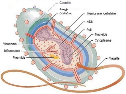 Megelőzés pseudotuberculosis