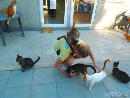 Cincea zi în Cipru - Castelul Limassol, mănăstirea pisicilor și sanctuarul pisicilor