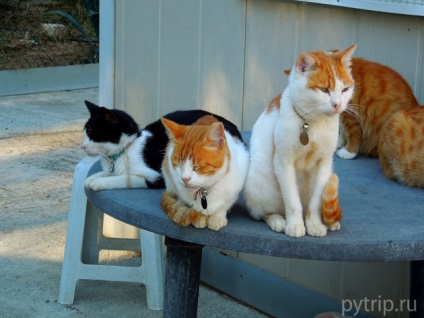 A cincea zi în Cipru - Castelul Limassol, mănăstirea pisicilor și sanctuarul pisicilor