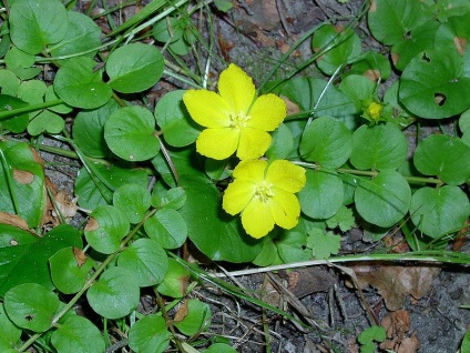 Plante pentru mini-rocaria