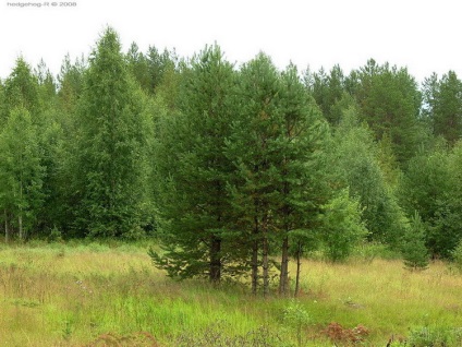 Plantele din Karelia - meridianul