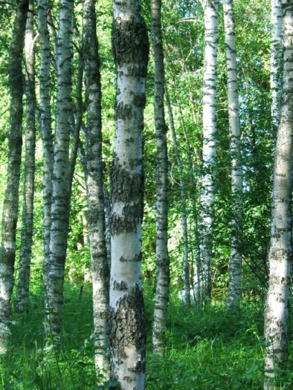 Plantele din Karelia - meridianul