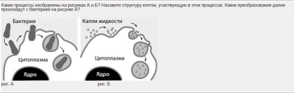 Анализ на задачи с отворен банков FIPI, учител по биология Олга Коновалова