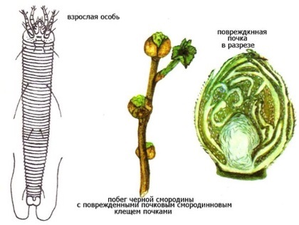 Soiuri de căpușe