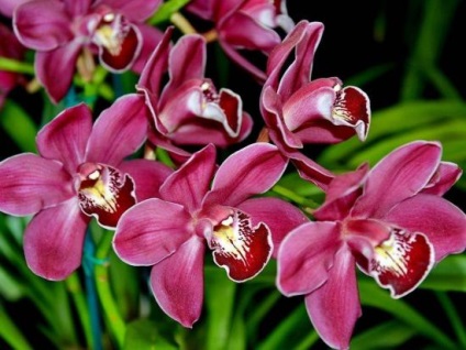 Recomandări pentru cei care doresc să revigoreze o orhidee acasă