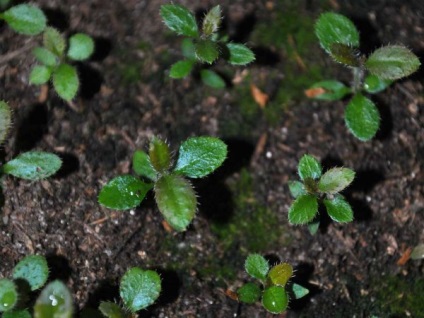 Plantarea și îngrijirea Rhododendron pe teren deschis, în creștere acasă