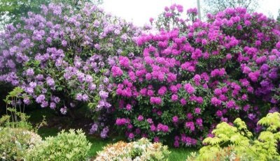 Rhododendron ültetése és gondozása a nyílt szántóföldi otthon