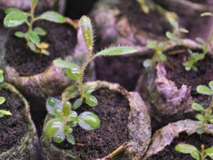 Plantarea și îngrijirea Rhododendron pe teren deschis, în creștere acasă