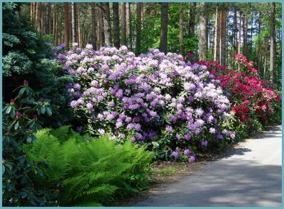 Plantarea și îngrijirea Rhododendron pe teren deschis, în creștere acasă