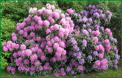 Rhododendron ültetése és gondozása a nyílt szántóföldi otthon