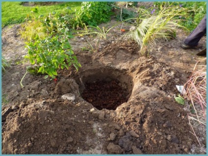 Plantarea și îngrijirea Rhododendron pe teren deschis, în creștere acasă