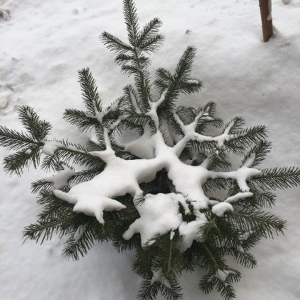 Crăciun avere spune cum să ghicească pe un ceas, pe un inel, pe un fir, pe ceară, pe ace și ramuri de molid