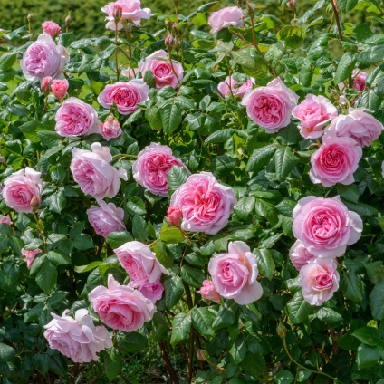 Roses érdekel őszi és felkészülés a téli