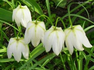 Cuibul de aur atunci când este plantat și dacă este posibil să se planteze în primăvară procesul de plantare