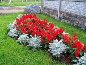 Salvia törpe Reddy (Salvia splendens)