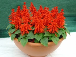 Salvia törpe Reddy (Salvia splendens)