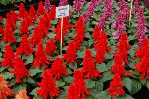 Salvia dwarf reddi (salvia splendens)