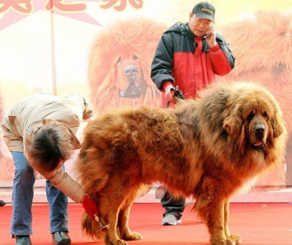 Cel mai scump câine din lume (5 fotografii)