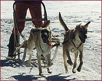 A legritkább kutyák - Chinook (Chinook), állatok