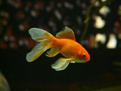A legszebb halak az akvárium - egy gyönyörű akvárium halakkal - akváriumi halak