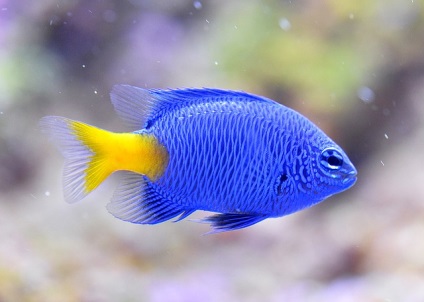 A legszebb halak az akvárium - egy gyönyörű akvárium halakkal - akváriumi halak
