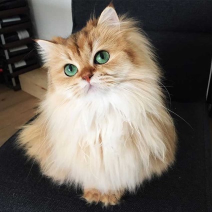 Cea mai fotogenică pisică din lume