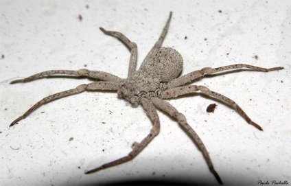 Cel mai otrăvitor păianjen african, pe care păianjenul african este cel mai otrăvitor