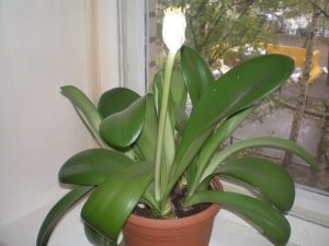 Sansevieria poți să-ți păstrezi acasă omens, plante de apartament