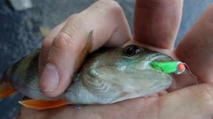 Siliconul comestibil este folosit în mod eficient - pește de casă pentru mâinile proprii