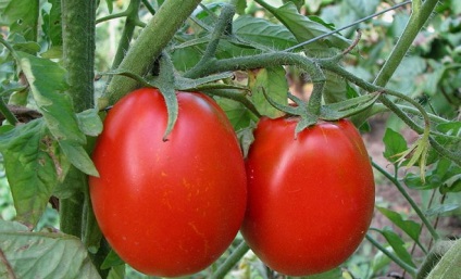 Secretele de însămânțare a tomatelor necultivate, grădinar (gospodărie)