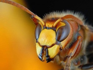 Hornet obișnuit