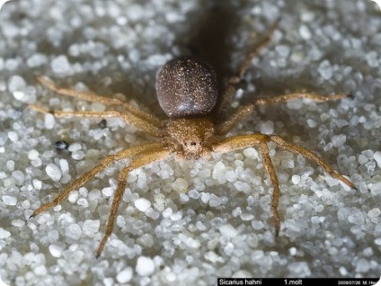 Șase Spider Sandy Eyed