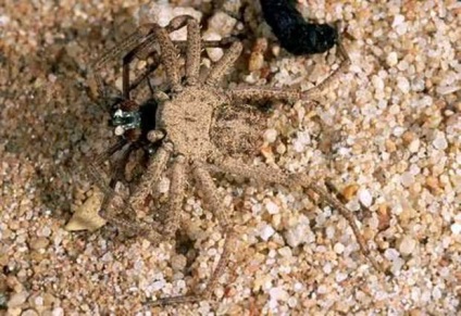 Six-Eyed Sand Spider (Lat