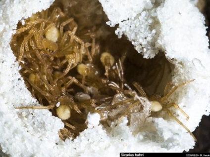 Six-Eyed Sand Spider (Lat