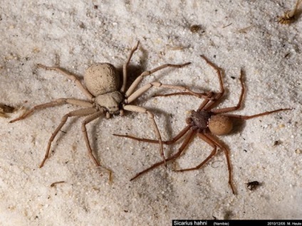 Six-Eyed Sand Spider (Lat