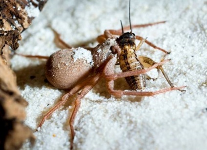 Six-Eyed Sand Spider (Lat