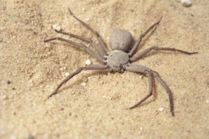 Six-Eyed Sand Spider (Lat