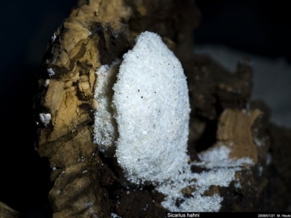 Six-Eyed Sand Spider (Lat