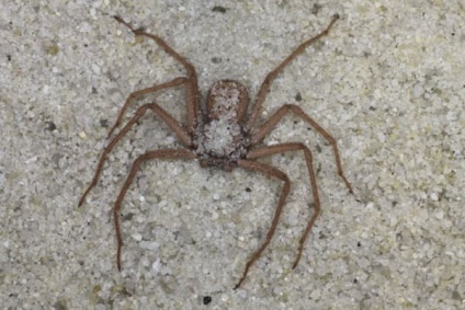 Six-Eyed Sand Spider (Lat