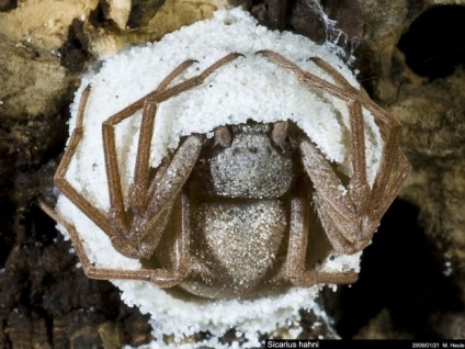 Six-Eyed Sand Spider (Lat