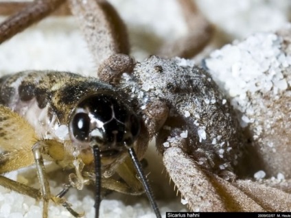 Six-Eyed Sand Spider (Lat