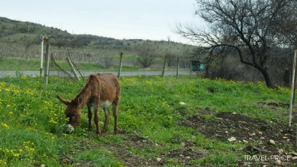 Orașul de dragoste Sighnaghi din Georgia, la care nu m-am îndrăgostit