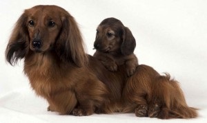 Cât durează ultimul sarcină pentru un teckel și care este pericolul unei sarcini false, site-ul dachshund