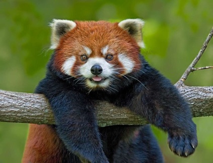 Cât costă un panda roșu, care este prețul unui panda live în Rusia