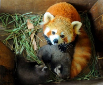 Cât costă un panda roșu, care este prețul unui panda live în Rusia