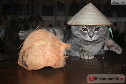 Scottish Fold (Scottish Fold) - 