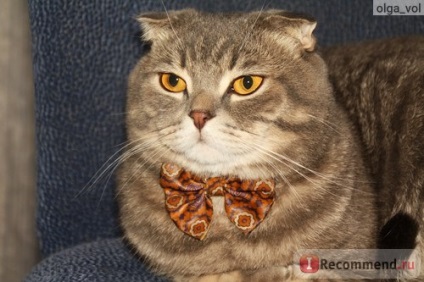 Scottish Fold (Scottish Fold) - 